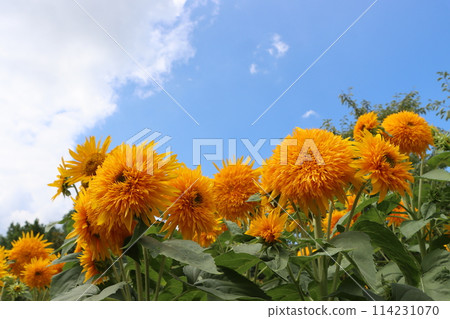 Large sunflowers that give you the power of nature - 4 114231070