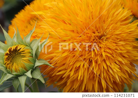 Feel the power of nature with these large sunflowers 114231071