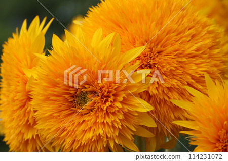 兩朵大向日葵，讓你感受大自然的力量 114231072