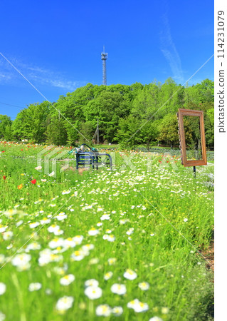 [Hiroshima Prefecture] Poppies on a sunny day at Kayama Lavender Hill 114231079