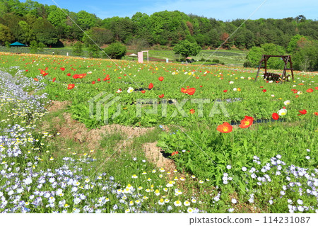 [Hiroshima Prefecture] Poppies on a sunny day at Kayama Lavender Hill 114231087