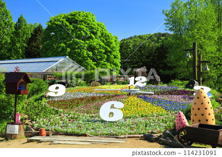 [廣島縣] 晴天的加山薰衣草山花鐘 114231091