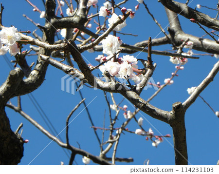 我們白花的梅花盛開 我們白花的梅花盛開 114231103
