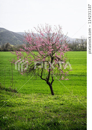 Blossoming tree in springtime, Slovakia Blossoming tree in springtime, Slovakia 114231187