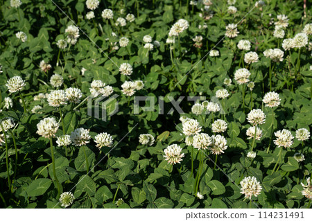 Image of a spring field with white clover flowers Image of a spring field with white clover flowers 114231491