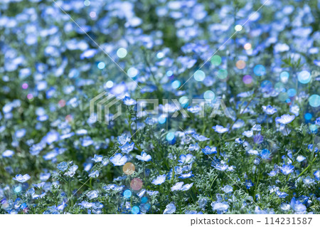 Nemophila blue flower 114231587
