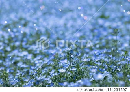 Nemophila blue flower Nemophila blue flower 114231597