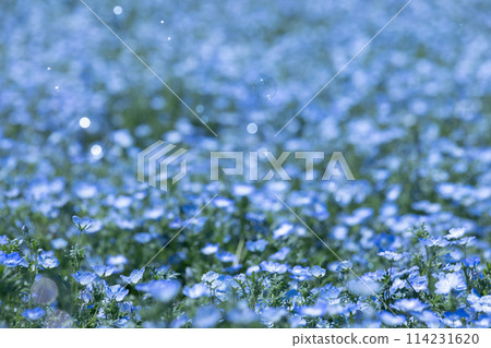 Nemophila blue flower Nemophila blue flower 114231620