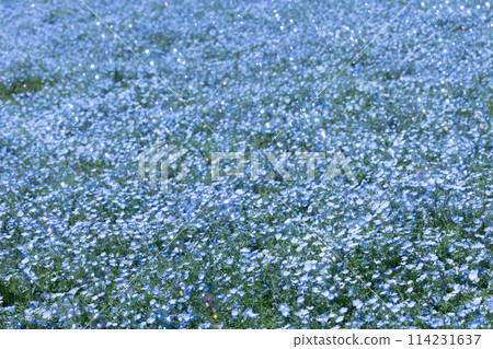 Nemophila藍色花 114231637