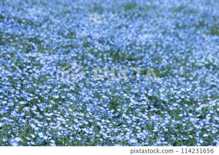 Nemophila藍色花 Nemophila藍色花 114231656