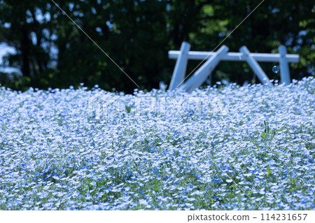 Nemophila藍色花 Nemophila藍色花 114231657