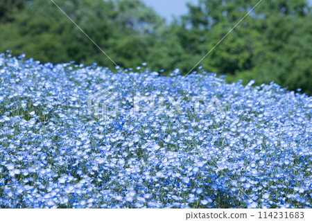 Nemophila blue flower 114231683