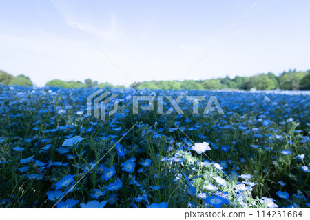Nemophila blue flower Nemophila blue flower 114231684