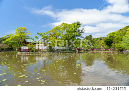 Hataage Benzaiten Shrine at Genji Pond in Tsurugaoka Hachimangu Shrine, Kamakura 114231735
