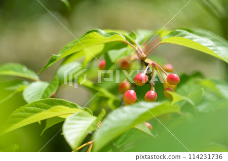 櫻桃樹果實 櫻桃樹果實 114231736