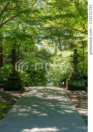 從鎌倉妙本寺二天門看到的神社參道上的石燈籠 114231781