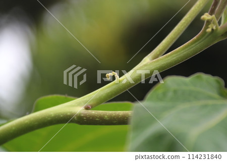生長的番茄花蕾 生長的番茄花蕾 114231840