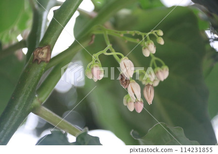 番茄結果 114231855