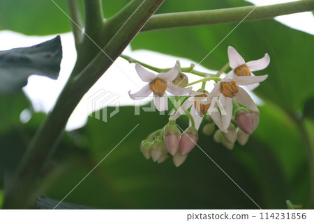 Tamarillo Flower 114231856