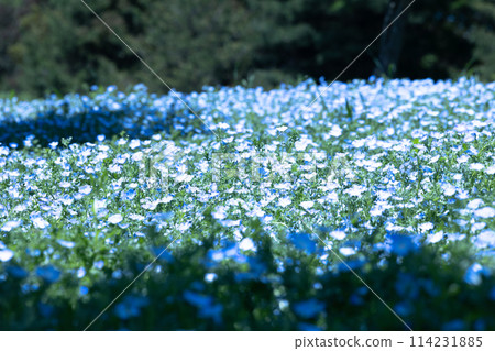 藍色 nemophila 領域 114231885