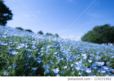 藍色 nemophila 領域 114231902