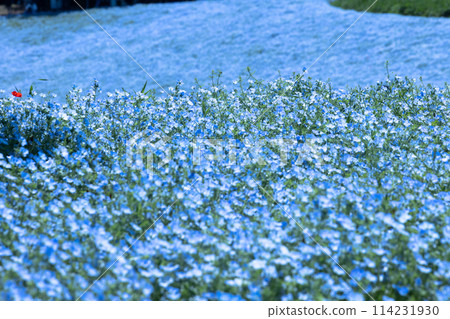 blue nemophila field 114231930