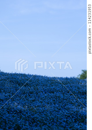 blue nemophila field blue nemophila field 114231953