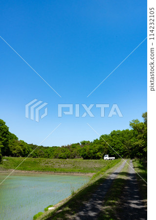 Rice fields in the mountains during rice planting season and clear blue sky copy space Rice fields in the mountains during rice planting season and clear blue sky copy space 114232105