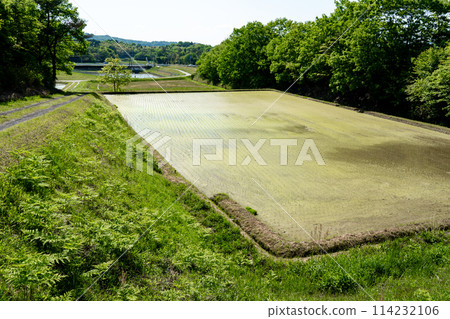 複製水稻種植季節的山地稻田空間和晴朗的天空 114232106