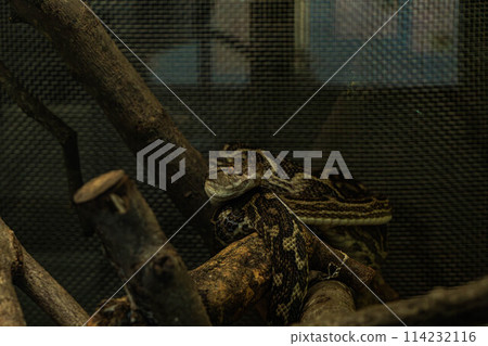 Viper resting on a tree 114232116