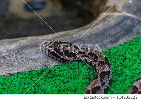 毒蛇悄悄地查看情況。 114232122