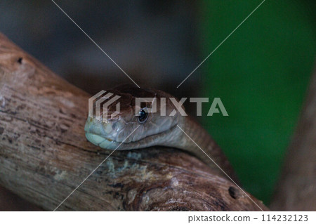 藍色雛菊棲息在樹枝上 114232123