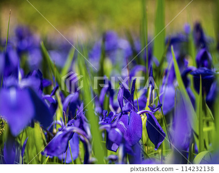 初夏的花 114232138