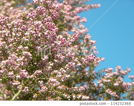 可愛的粉紅色小花 Janome Erica 花 可愛的粉紅色小花 Janome Erica 花 114232368