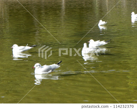 A black-headed gull that came to Inage Seaside Park beach pond A black-headed gull that came to Inage Seaside Park beach pond 114232370