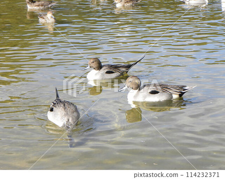Pintail ducks came to Inage Seaside Park beach pond Pintail ducks came to Inage Seaside Park beach pond 114232371