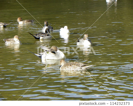 Inage 海濱公園海灘池塘的北方針尾和黑頭鷗 114232373