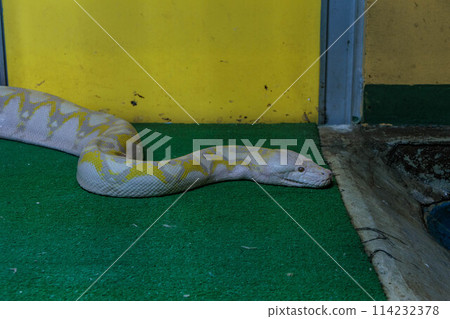Albino Python Albino Python 114232378