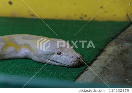 Albino Python 114232379