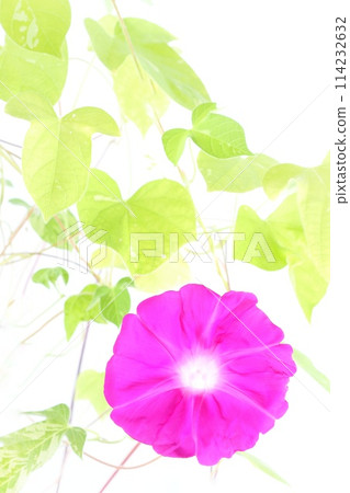 Pink morning glory large flower light background 114232632