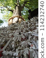 Omikuji 114232740