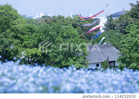 游泳在天空的鯉魚飄帶 游泳在天空的鯉魚飄帶 114232810
