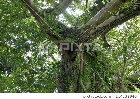 Large Ako Tree 114232946