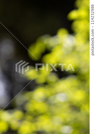 Image of fresh green shining through the light 114232986