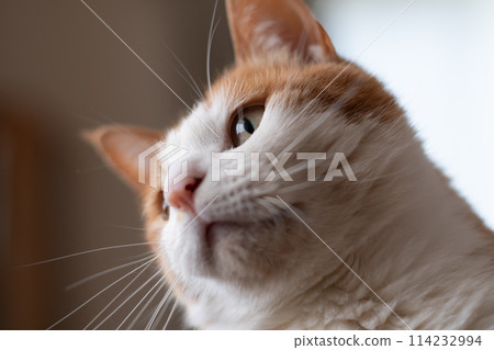 Staring cat, brown tabby white 114232994