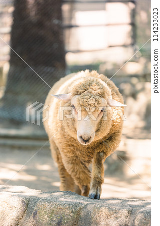 Fluffy Sheep Fluffy Sheep 114233023
