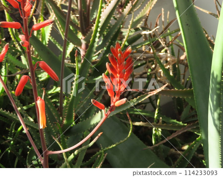 Aloe Da Way 114233093