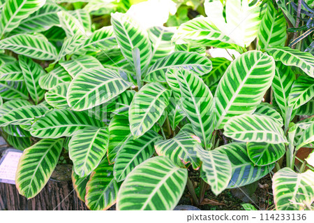 Foliage plant  114233136