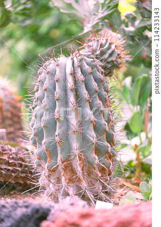 Foliage plant Foliage plant 114233143