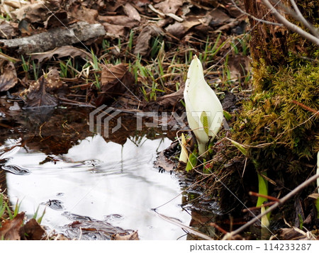 White flowers of the skunk cabbage blooming in the marshland of the highland forest 114233287